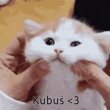 a person is petting a white and orange cat with the words kubus < 3 written on it