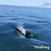 Swimming Dolphins Viralhog GIF - Swimming Dolphins Dolphins Viralhog GIFs
