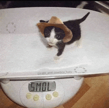 Smol Cat GIF - Smol Cat Cats GIFs