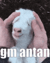 Gm Antan Good Morning GIF - Gm Antan Good Morning Antan GIFs