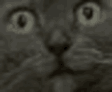 a close up of a cat 's face with a blurred background .