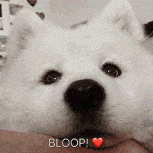 Bloop Boop GIF