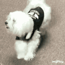 Dog Cute GIF - Dog Cute White GIFs