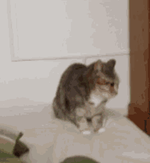 Cat Hug GIF - Cat Hug Surprise GIFs