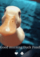 goodmorning goodmorningduckpond bobasduckpond duckpond duck