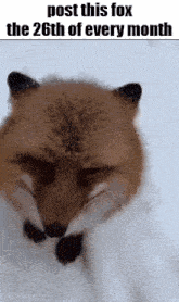 a fox is standing in the snow and looking at the camera .