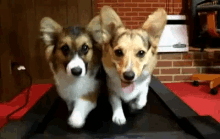 น่ารัก GIF - Corgi Dog Treadmill GIFs