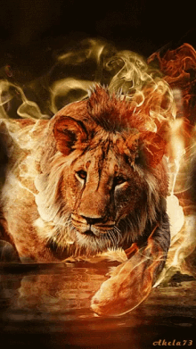 Lion Fiery GIF - Lion Fiery Flame GIFs