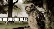 Owl Turninghead GIF - Owl Turninghead Circlinghead GIFs