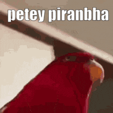 Petey Petey Piranha GIF - Petey Petey Piranha Nintendo GIFs