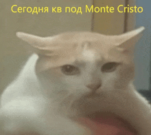 a close up of a cat 's face with the words monte cristo written above it