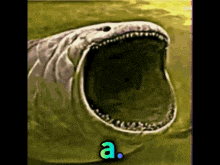 a picture of a shark with its mouth open and the letters a.