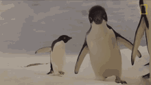 Curious World Penguin Day GIF