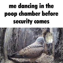 a bird is standing in a hole with the words me dancing in the poop chamber before security comes