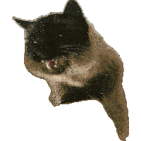 a cat laying down with its mouth open and its teeth showing