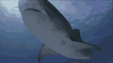 Slo-mo Swim GIF - Sharks Nature Discovery GIFs