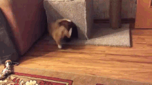 Get Out Of My House! GIF - Cat Dog Fight GIFs