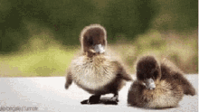 ducks duck baby duck cute out of balance