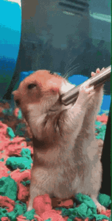 Thirsty Hamster GIF - Thirsty Hamster Blowjob GIFs