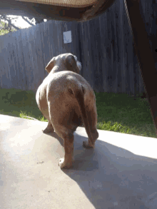 Dog Butt GIF
