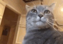 A Message From President Cat GIF - President Cat Fellow GIFs