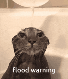 a cat in a bathtub with the words flood warning written below it