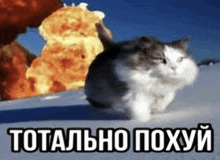 a cat is running in front of a large explosion with the words totally poxyy in the bottom right corner