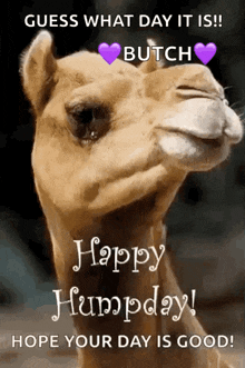 Greeting Happy Humpday GIF - Greeting Happy Humpday Camel GIFs