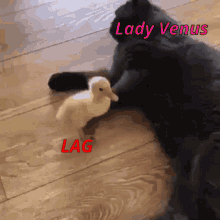 Lady Venus Lag GIF