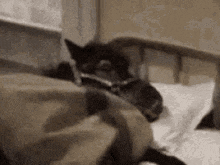 a black cat is sleeping in a bed with a blanket on it .
