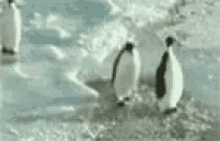 Penguin Shoved GIF - Penguin Shoved Pushed GIFs