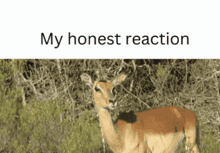 Deer My Honest Reaction GIF