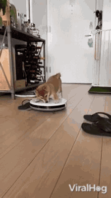 Cute Viralhog GIF - Cute Viralhog Robot Vacuum Runs Away From Puppy GIFs