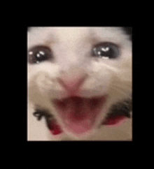 a close up of a cat 's face with its mouth open