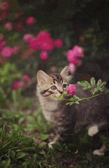 Cat Pink GIF - Cat Pink Flower GIFs