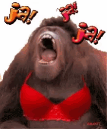 Gorilla Laughing GIF - Gorilla Laughing Ha GIFs