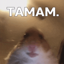 Tamam Ok GIF - Tamam Ok Hamster GIFs