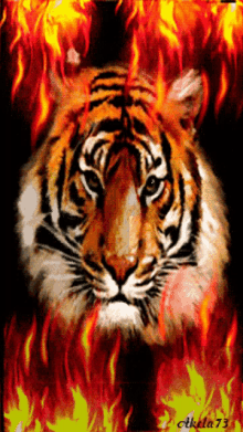 firey tiger scary flames stare