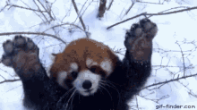 Funny Animals Red Panda GIF - Funny Animals Red Panda Snow GIFs