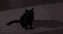 a black cat is sitting on a carpet in the dark looking at the camera .