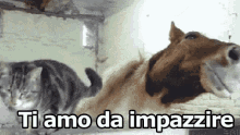 Ti Amo Da Impazzire Sono Pazzo Di Te Amore Coppia Gatto Cavallo GIF - I Love Ypu So Much Mad About You Love GIFs