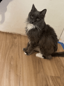 a gray cat with a white whisker is sitting on a wooden floor