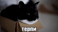 a black and white cat laying in a cardboard box with the word terpi written on the bottom