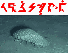 Ithkuil Isopod GIF - Ithkuil Isopod GIFs