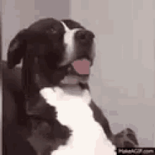 Dogs What GIF - Dogs What GIFs