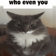 Meme Reaction GIF - Meme Reaction Cat Reaction GIFs