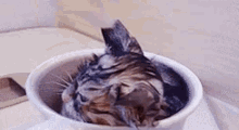 Bath Time GIF - Cat Cats Kitten GIFs