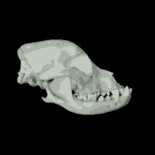 Biology Dog GIF - Biology Dog Brachycephaly GIFs