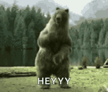 Heyy Dancing GIF - Heyy Dancing Bear GIFs