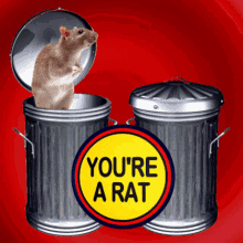 Youre A Rat Rats GIF - Youre A Rat Rats Vermin GIFs